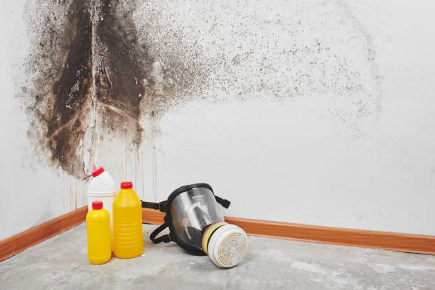 Best Mold Cleaning Services  in Keansburg, NJ