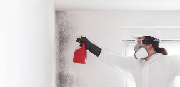 Best Certified Mold Removal  in Keansburg, NJ