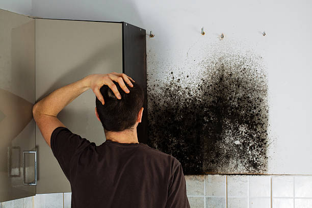 Best Home Mold Removal  in Keansburg, NJ