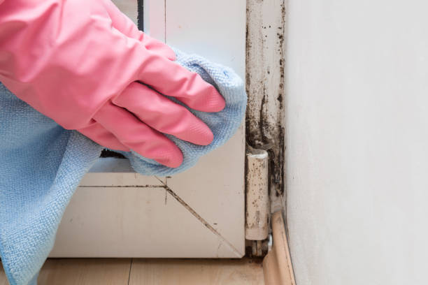 Best Professional Mold Removal  in Keansburg, NJ